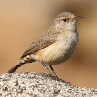 Rock Wren